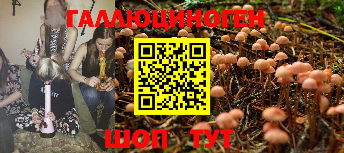 наркота  Дзержинск  Псилоцибиновые грибы Cubensis 